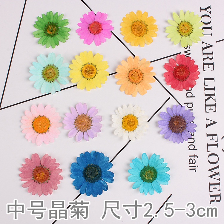 12-ชิ้น-ดอกเบญจมาศ-ดอกพลูโดซุม-ดอกไม้แห้ง-ลายนูน-ตัวอย่างพืช-กาวแห้ง