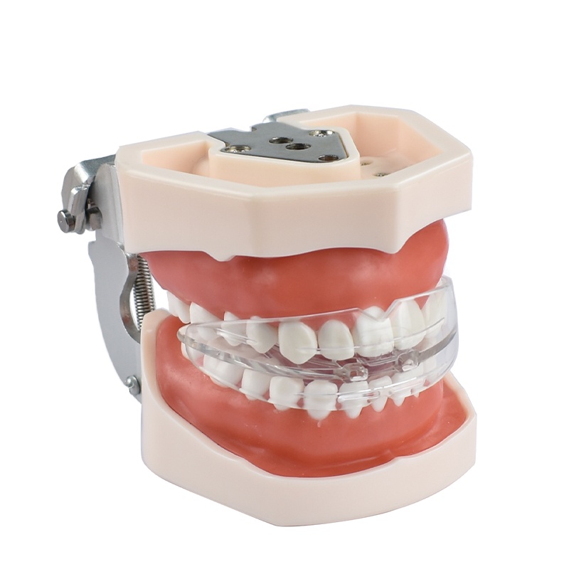 ddydental-อุปกรณ์ทันตกรรม-อุปกรณ์ทันตกรรม-สําหรับผู้ใหญ่