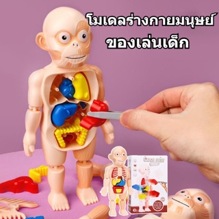 🔥พร้อมส่งจ้า👨‍🔬Human Body Model โมเดลร่างกายมนุษย์ ของเล่นแนววิทยา ศาสตร์ โมเดลจำลอง ของเล่นเพื่อการศึกษา ของเล่นเด็ก