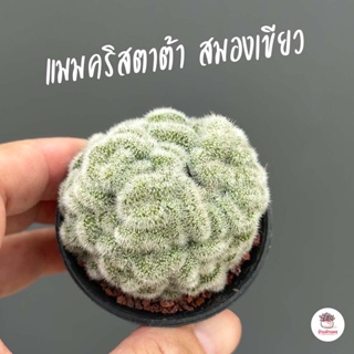 แมมเข็มเงินคริส แมมสมองเขียว คริสตาต้า Mammillaria geminispina cristata แคคตัส กระบองเพชร cactus&amp;succulent