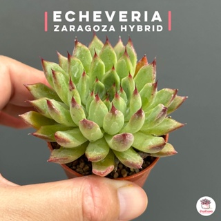 Echeveria zaragoza hybrid ไม้อวบน้ำ กุหลาบหิน Cactus&amp;Succulent