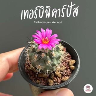 เทอร์บินิคาร์ปัส Turbinicarpus viereckii แคคตัส กระบองเพชร cactus&amp;succulent