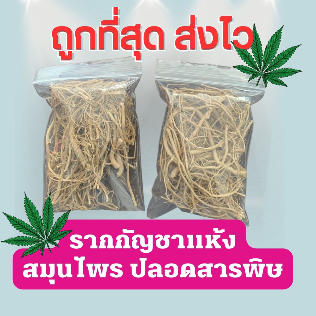 ถูกที่สุด-รากกัญ-ชา-แห้ง-สายพันธ์นอก-ชาสมุรไพร-ลดไข้-แก้ปวด-ป้องกันโรคอ้วน-ลดระดับคอเลสเตอรอล