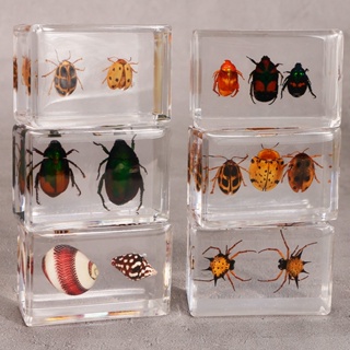 Spot seconds# Amazon cross-border new real insect specimen transparent resin 2 spiders 2 tortoises 2 ladybugs 8.cc