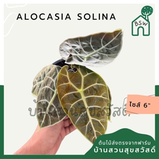 Alocasia Solina ส่งงพร้มกระถาง 6 นิ้ว