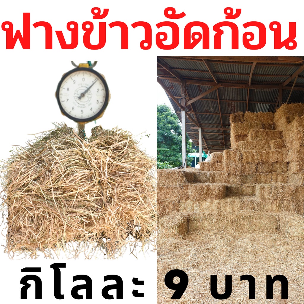 ฟาง-ฟางข้าว-หนักเฉลี่ย-15-20-กก-ส่งจากนครปฐม-ราคาหน้าสวน-สวนมาเอง-ไม่ชื้น-ไม่เก่า-ไม่ขึ้นรา-ฟางข้าวอัดก้อน