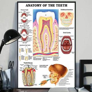 ภาพจิตรกรรมบนผ้าใบ-ลายคลินิกทันตแพทย์-anatomy-of-the-teeth-สําหรับตกแต่งบ้าน
