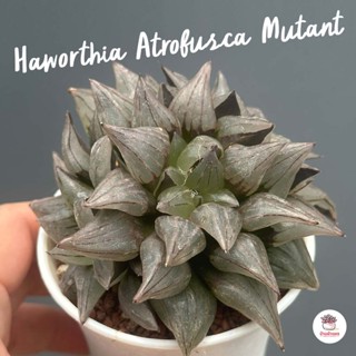 Haworthia Atrofusca Mutant ฮาโวเทีย ไม้อวบน้ำ กุหลาบหิน cactus&succulentหลากหลายสายพันธุ์