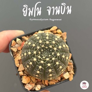 ยิมโน จานบิน Gymnocalycium Ragonesei แคคตัส กระบองเพชร cactus&amp;succulent