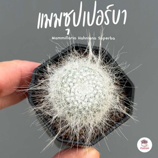 แมมซุปเปอร์บา Mammillaria Hahniana Superba แคคตัส กระบองเพชร cactus&succulent