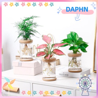 DAPHS แจกันดอกไม้ไฮโดรโปนิก แบบใส สําหรับตกแต่งบ้าน ออฟฟิศ