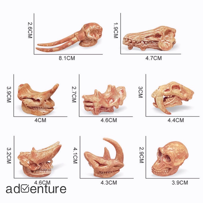 adven-โมเดลฟิกเกอร์-รูปกระดูก-ไดโนเสาร์-กะโหลก-ฟอสซิล-ของเล่น-สําหรับตกแต่งบ้าน-เก็บสะสม