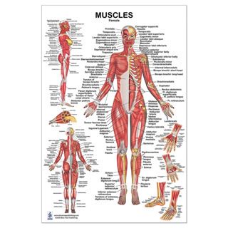 โปสเตอร์ ระบบกายวิภาคศาสตร์ เพื่อสุขภาพกล้ามเนื้อ สําหรับผู้หญิง