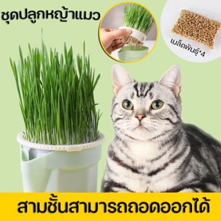 📍หญ้าแมว📍ชุดปลูกหญ้าแมว เมล็ดพืช 4 แพ็ค เมล็ดข้าวสาลี ปลูกง่าย หญ้าแมวออแกนิก นํากลับมาใช้ใหม่ได้