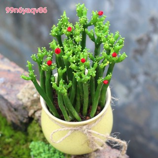 【การปลูกหม้อ】 succulents, กระถางปลูกสีเขียว, เดสก์ท็อปเดสก์ท็อป, ดอกไม้ที่ดี