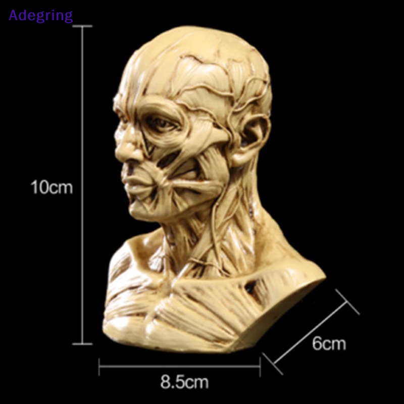 adegring-โมเดลหัวกะโหลกมนุษย์-สําหรับการเรียนรู้