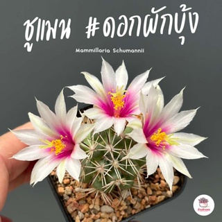 ชูแมน #ดอกผักบุ้ง Mammillaria Schumannii แคคตัส กระบองเพชร cactus&amp;succulent