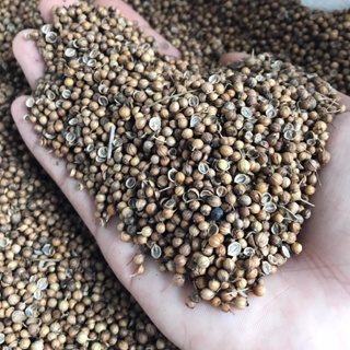 เมล็ดพันธุ์ผักชีไทย ขนาด 500 กรัม Coraninder seed / ลูกผักชี เมล็ดผักชี อ.ฝาง จ.เชียงใหม่ เมล็ดผักชีนำมาใช้เป็นเครื่อ...