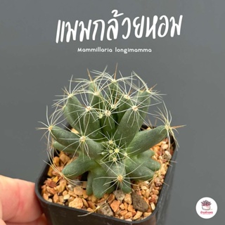 แมมกล้วยหอม Mammillaria longimamma แคคตัส กระบองเพชร cactus&amp;succulent