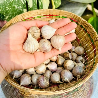 กระเทียมโทน ศรีสะเกษ ไซต์ใหญ่ คัดพิเศษ ออแกนิค 100% ขนาด 500 กรัม (ครึ่งกิโล) photo
