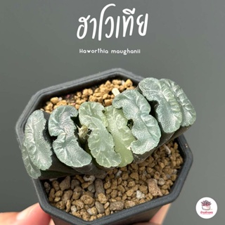 Haworthia maughanii ฮาโวเทีย ม้าตัด ไม้อวบน้ำ กุหลาบหิน cactus&succulentหลากหลายสายพันธุ์