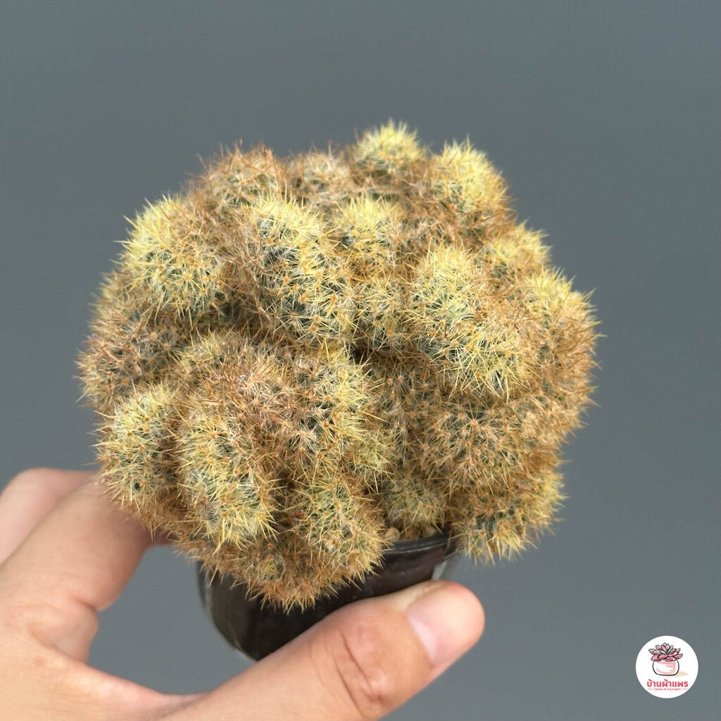 แมมเม็ดพริกคริส-mammillaria-prolifera-cristata-ไม้อวบน้ำ-กุหลาบหิน-cactus-amp-succulentหลากหลายสายพันธุ์