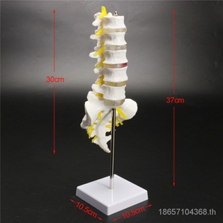 โมเดลกระดูกสันหลังส่วนเอว ขนาด 30 ซม. ของเล่นเสริมการเรียนรู้เด็ก