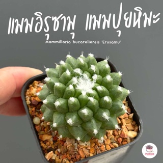 แมมอิรุซามุ แมมปุยหิมะ Mammillaria bucareliensis Erusamu แคคตัส กระบองเพชร cactus&amp;succulent