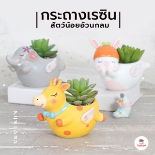 กระถางเรซิน สัตว์น้อยอ้วนกลม ไม้อวบน้ำ กุหลาบหิน cactus&amp;succulent หลากหลายสายพันธุ์