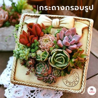 กระถางกรอบรูป กระถางกระบองเพชร ไม้อวบน้ำ กุหลาบหิน cactus&amp;succulent หลากหลายสายพันธุ์