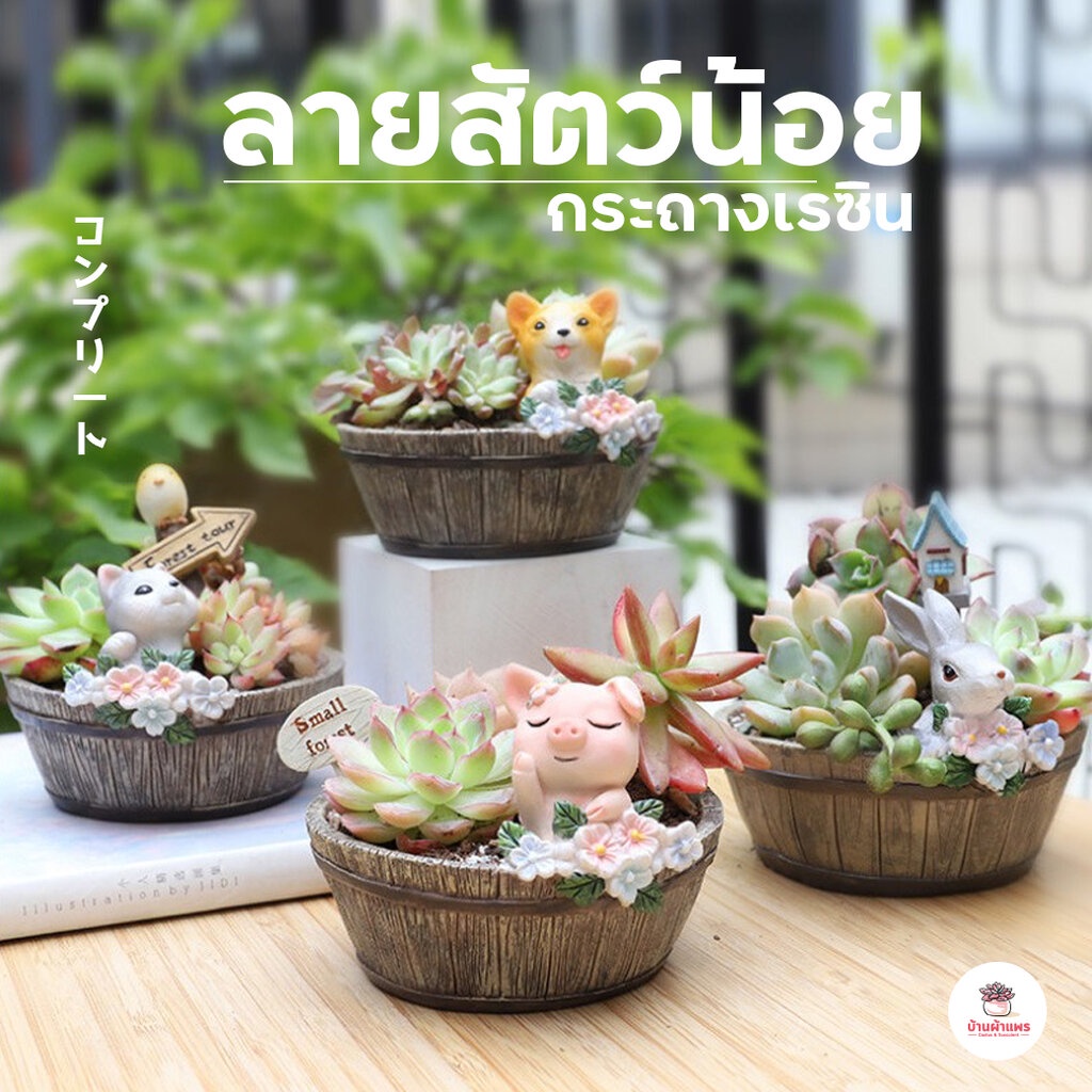 กระถางเรซิน-ลายสัตว์น้อย-ไม้อวบน้ำ-กุหลาบหิน-cactus-amp-succulentหลากหลายสายพันธ์