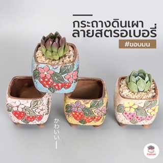 กระถางต้นไม้ ลายสตรอเบอรี่ ขอบมน กระถางดินเผาเคลือบสี ไม้อวบน้ำ กุหลาบหิน cactus&succulentหลากหลายสายพันธ์