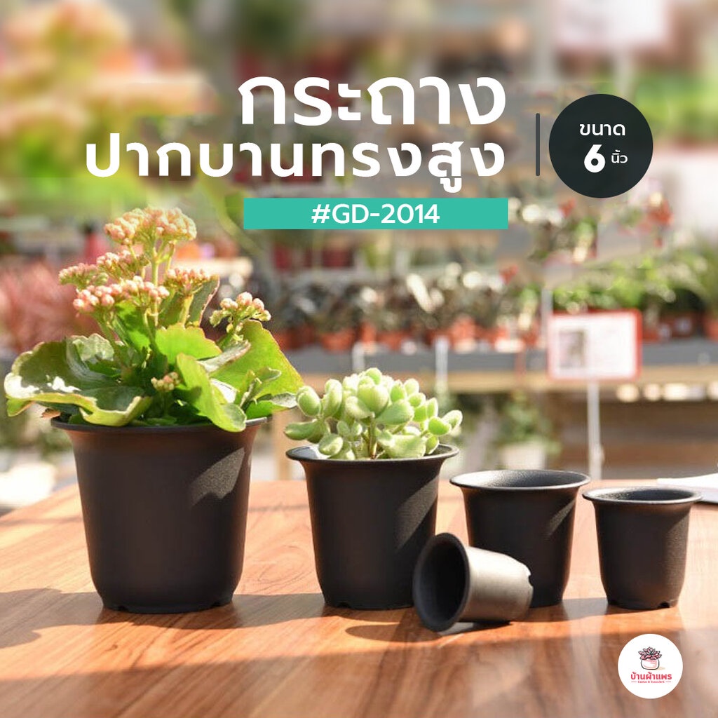[ GD - 2014 ] กระถาง 6 นิ้ว ปากบานทรงสูง กระถางพลาสติก แคคตัส ...