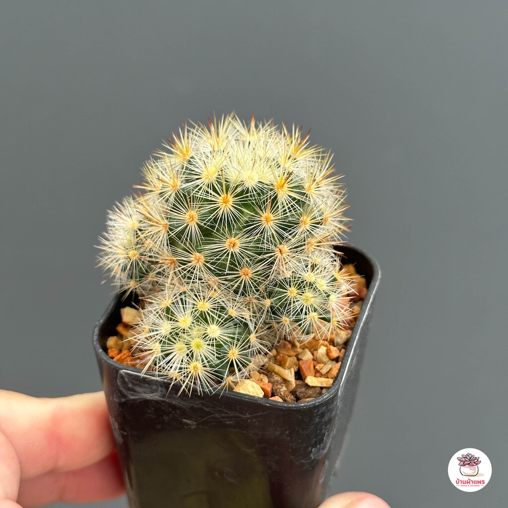 ซับดัคต้า-กระถาง2นิ้ว-mammillaria-subducta-แคคตัส-กระบองเพชร-cactus-amp-succulent