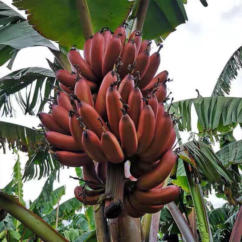 กล้วยพันธุ์ใหม่-กล้วยแดง-กล้วยม่วง-ต้นกล้ากล้วยจักรพรรดิ์-กล้วยผง-กล้วยกล้า-ต้นอ่อนทนความเย็น