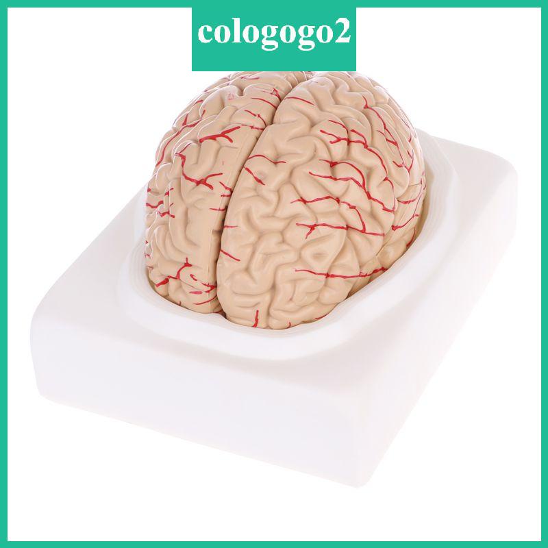cologogo2-โมเดลกายวิภาคศาสตร์มนุษย์-แบบถอดประกอบได้-เครื่องมือการสอนทางการแพทย์