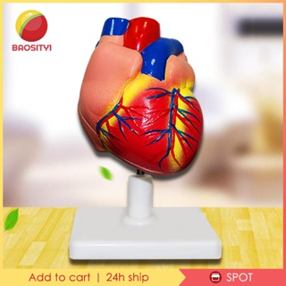 [Baosity1] โมเดลไดอะแฟรม และฐานเพอริคาร์เดียม รูปหัวใจมนุษย์ สําหรับการเรียนการสอนวิจัย