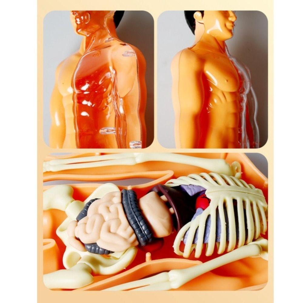 bernardo-โมเดลร่างกายมนุษย์-อวัยวะมนุษย์จําลอง-3d-แกะออกได้-ของเล่นทดลองทางวิทยาศาสตร์