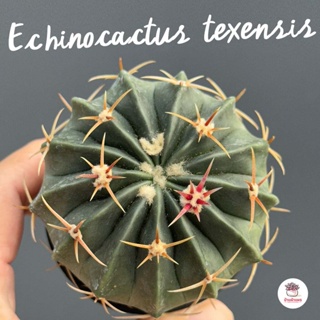 Echinocactus texensis แคคตัส กระบองเพชร cactus&amp;succulent