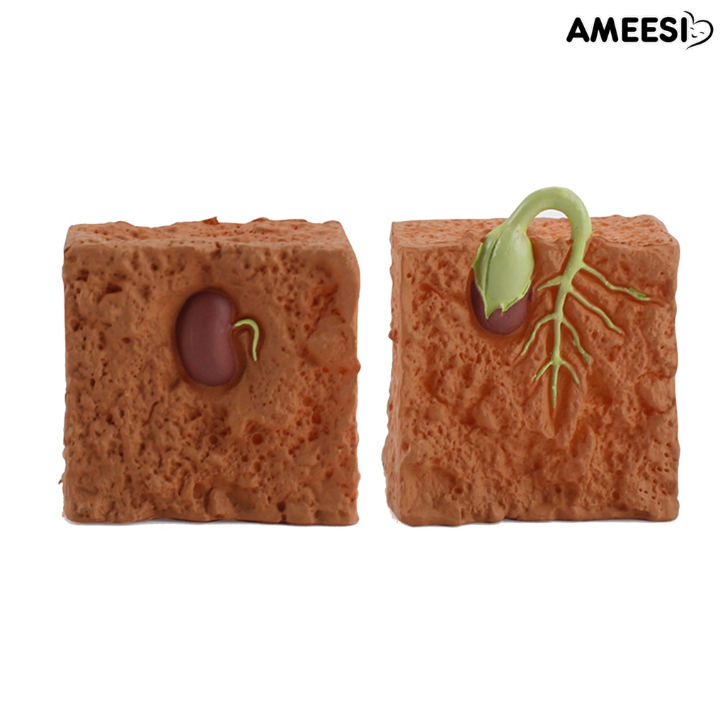 ameesi-โมเดลวงจรการเจริญเติบโตของพืช-pvc-ของเล่นเพื่อการศึกษา-สําหรับบ้าน-4-ชิ้น