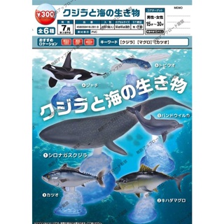 [Tongmeng] พร้อมส่ง ตุ๊กตาปลาวาฬ ปลาวาฬ ปลาทูน่า ปลาวาฬ ขนาดเล็ก AGV7