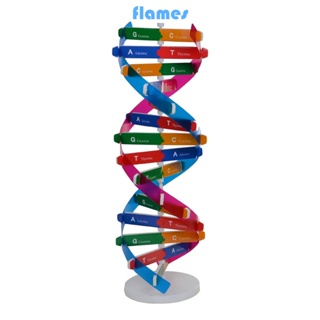 Fl โมเดลของเล่นวิทยาศาสตร์ DNA 13 นิ้ว สําหรับพัฒนาการสมอง