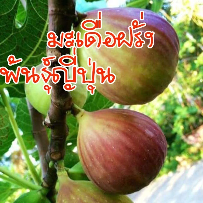 ต้นมะเดื่อฝรั่ง พันธุ์ญี่ปุ่น BTM6 ต้นนำเข้า รสชาติหวานเข้มข้น ผลใหญ่ ...