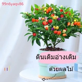 พริกไทยกระถาง พริกห้าสี กินกับผลไม้ สวนพริกไทย Chaotian ระเบียง ปลูกไม้ดอกไม้ประดับ กินได้ พืชสีเขียว
