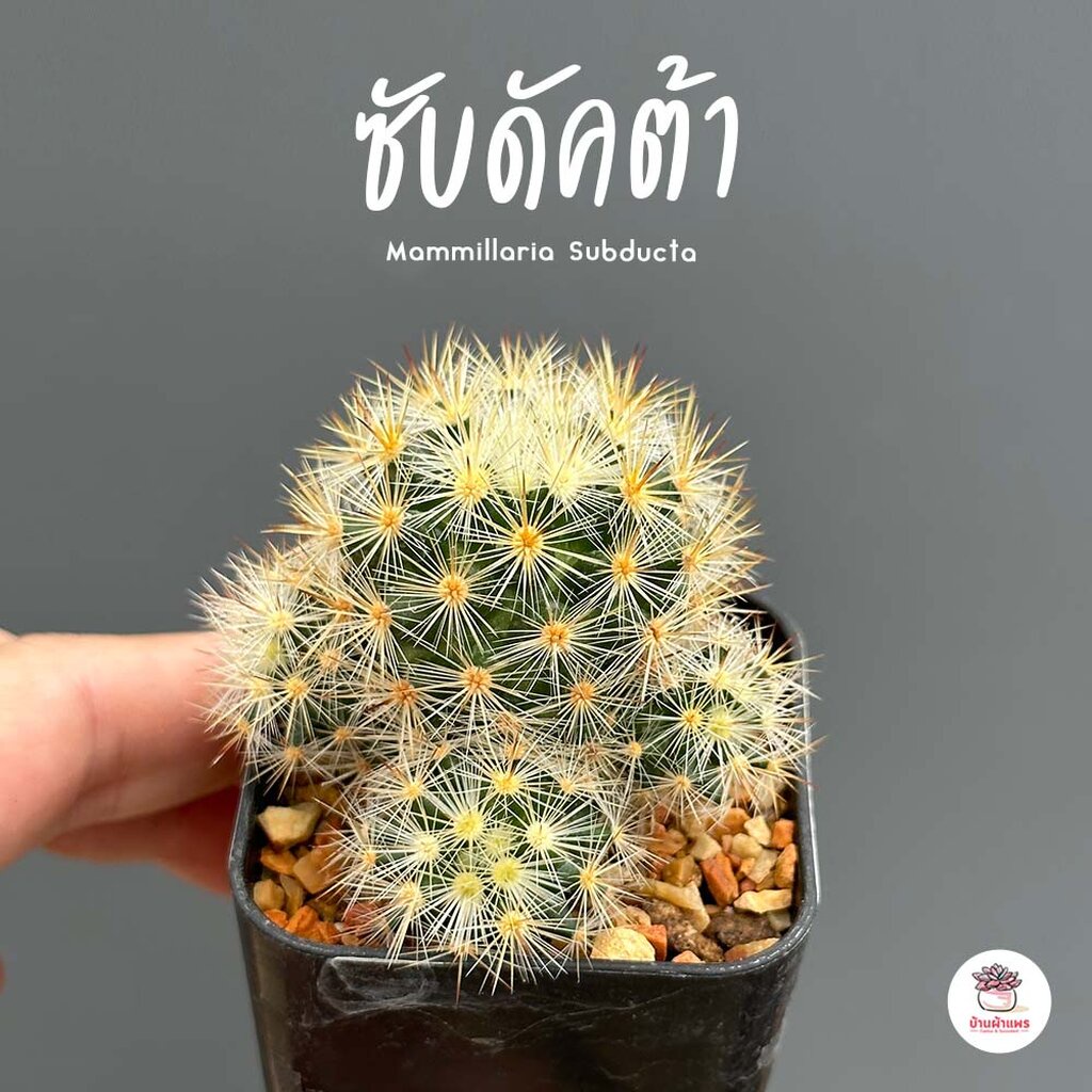 ซับดัคต้า-กระถาง2นิ้ว-mammillaria-subducta-แคคตัส-กระบองเพชร-cactus-amp-succulent