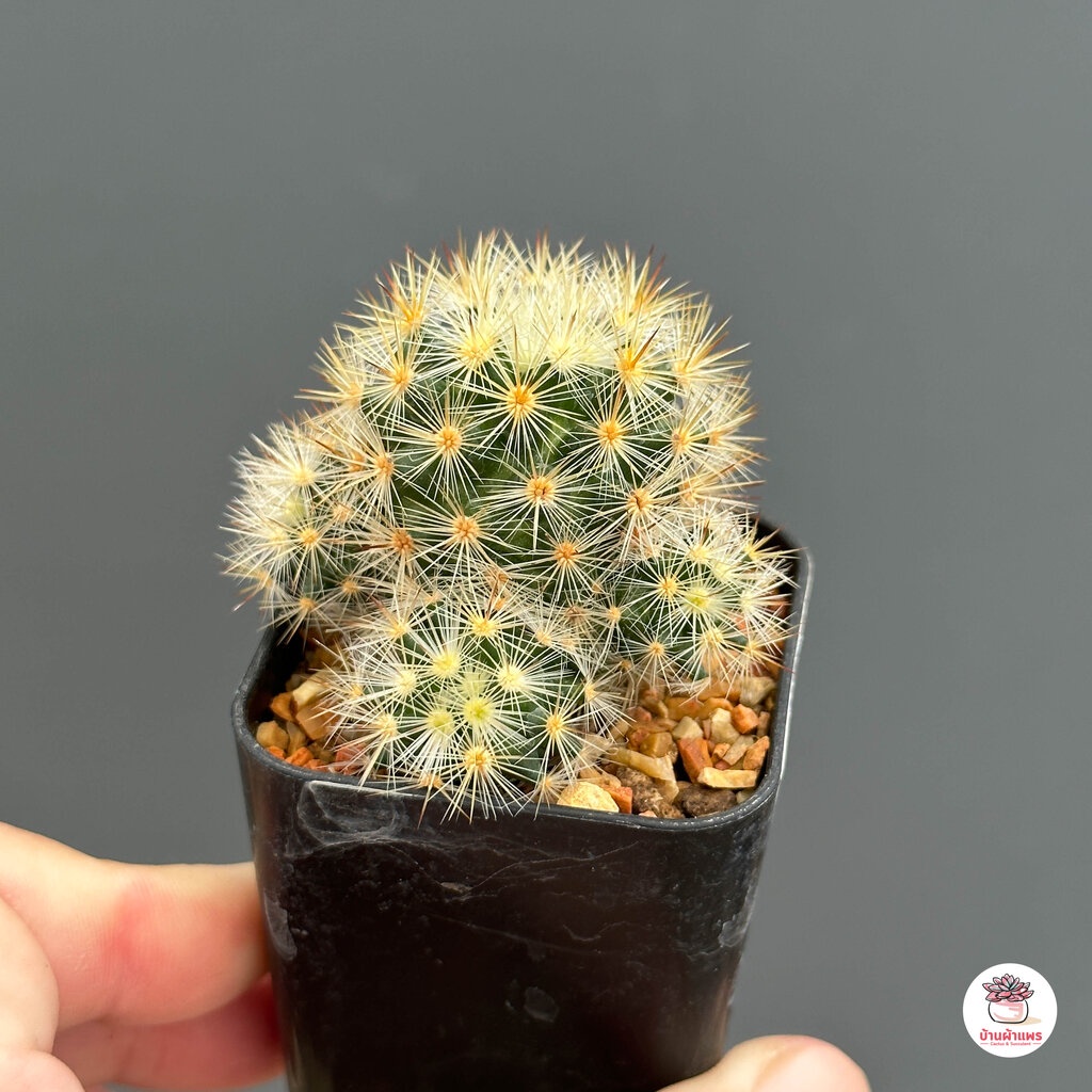 ซับดัคต้า-กระถาง2นิ้ว-mammillaria-subducta-แคคตัส-กระบองเพชร-cactus-amp-succulent
