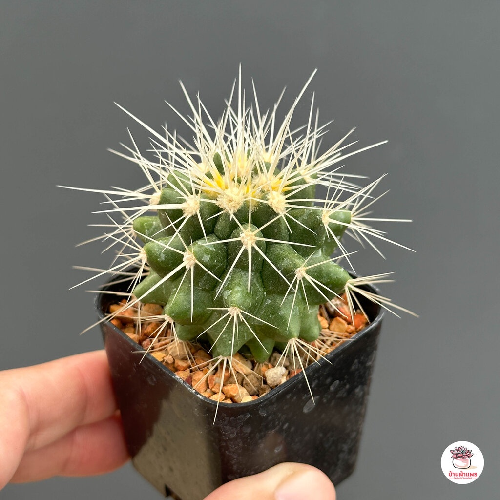 ถังเงิน-echinocactus-grusonii-v-alba-แคคตัส-กระบองเพชร-cactus-amp-succulent