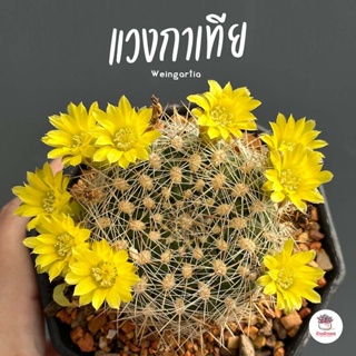 แวงกาเทีย Weingartia neocumingii แคคตัส กระบองเพชร cactus&amp;succulent