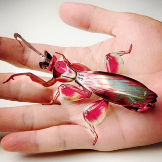 ซิมเทพ| โมเดลฟิกเกอร์ รูปแมลงอธิษฐาน โลหะ สีสันสดใส ของเล่นเสริมการเรียนรู้ สําหรับเด็ก