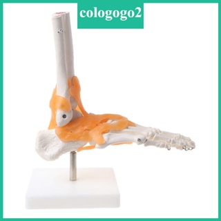 Cologogo2 โมเดลโครงกระดูกมนุษย์ 1 1 ข้อต่อข้อเท้า สําหรับกายวิภาคศาสตร์การแพทย์